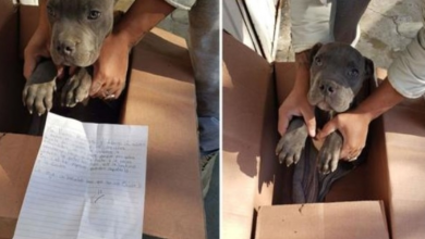 Photo of Brave boy leaves his helpless puppy in front of a shelter with heartbreaking note