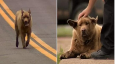 Photo of Lovable dog Bruno who runs 4 miles every day to greet town residents becomes local legend