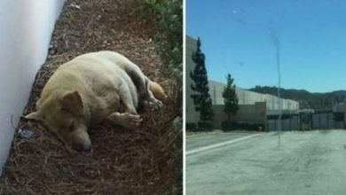 Photo of Abandoned by his family, Larry the dog lives in dirt