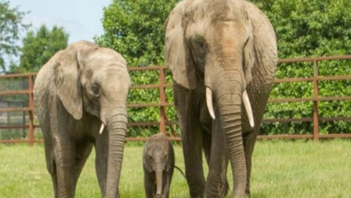 Photo of Entire Herd Of Elephants Moving From UK Zoo Back To The Wild
