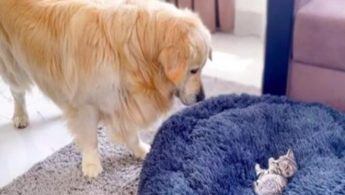 Photo of After discovering his soft bed occupied by the spoiled kitten the Golden Retriever starts to struggle for bringing back his dog bed