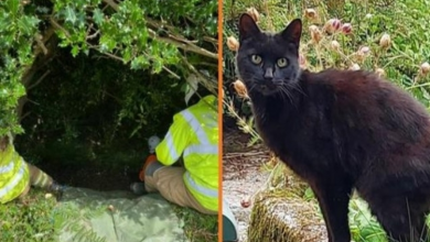 Photo of Cat’s Meowing Leads Police to Missing 83-Year-Old Woman Who Fell Down a Ravine