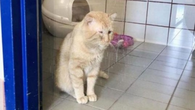 Photo of Cat was abandoned on the street for years. Woman befriends him and comes back for him