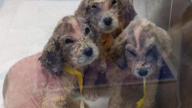 Photo of A Man Found Six Abandoned Hairless Puppies And No One Could Tell They’re Great Pyrenees