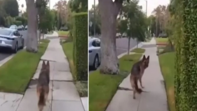 Photo of German Shepherd Realizes His Owner Isn’t Behind Him Anymore, Reaction Gets Millions Of Views
