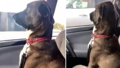 Photo of After A Trip To The Doggy Dentist, A Dog Gives His Owner The Silent Treatment