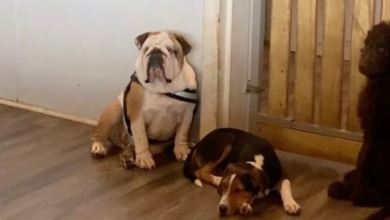Photo of Bulldog Doesn’t Like Staying at Daycare and Says So