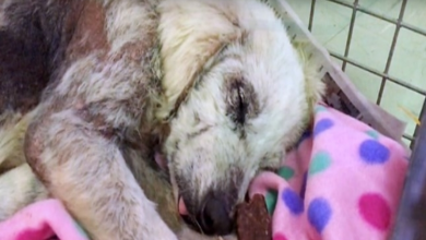 Photo of She Snored Through Her First Safe Sleep Since Ex-Owner Tried To Kill Her 3 Times