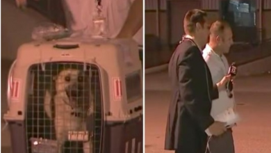 Photo of Dog is about to be reunited with the soldier who saved her overseas on live TV