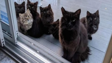 Photo of  Black stray cat brings her six little adorable kittens to introduce them to the kind woman who fed her regularly