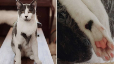 Photo of Woman Adopts Shelter Cat And Discovers He’s Totally Covered In Hearts