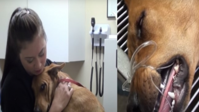 Photo of Dog Just 5 Minutes Away From Euthanasia Saved And Now Gives The Best Hugs