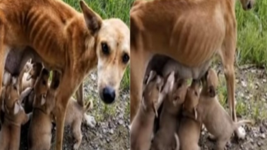 Photo of Malnourished and Helpless, a Mother Dog Begs for Help to be Adopted as She Still Feeds Her Six Puppies