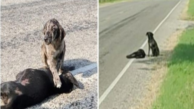 Photo of Protective Big Brother Waits For His Sister To Wake Up After A Car Hits Her