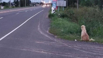 Photo of Dog Waits 4 Years In The Same Spot Near The Road, Waiting For His Family