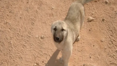 Photo of To Prove They Were Meant To Be Together, A Stray Dog Followed A Marine For 70 Miles