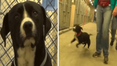 Photo of Death Row Dog Realizes He’s Been Adopted And Literally Jumps For Joy