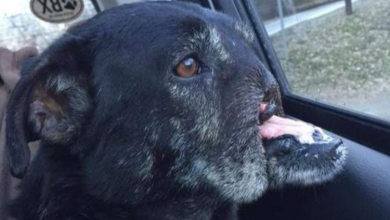 Photo of Dog Without A Snout Finally Finds A Loving Family Who Wants To Make Up For All He’s Lost