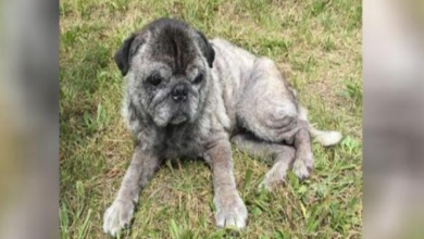 Photo of Senior Pug Saved By 12-Yr-Old Girl After Being Thrown From Moving Car In Garbage Bag