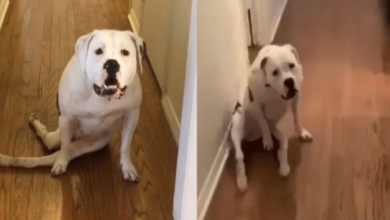 Photo of Paralyzed Dog Reacts With Joy Over New Wheelchair