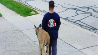Photo of Boy helps blind deer find food every day