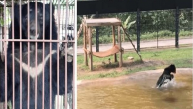 Photo of The 9-year-old bear seeing water for the first time literally jumps for joy when realizes he’s finally free after years in captivity