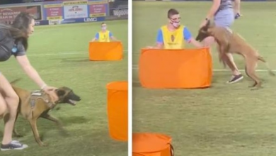 Photo of Dog Without Training Hilariously Competes in Doggy Olympics