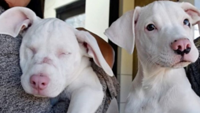 Photo of Shelter puppy helps her blind and deaf sister to get through everyday life, and now they are looking for a home together