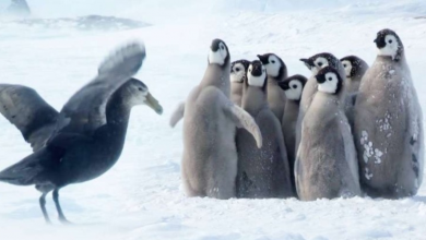 Photo of Penguin chicks scream as giant bird attacks, but a hero saves the day