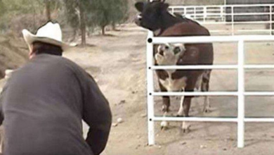 Photo of Cow Calls For Her Missing Baby After He Appears Through Fence And Gets Reunited