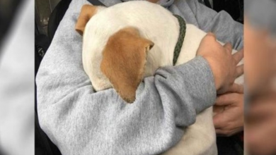 Photo of After Realizing He’s Being Saved, the Dog Offers the Woman the Nicest Hug