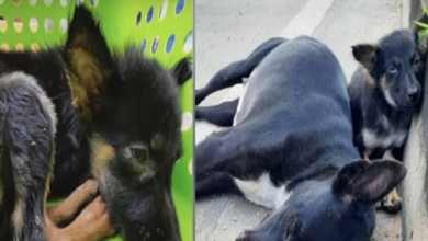 Photo of Baby Fell Asleep On Curb Watching Over Mom, Won’t Budge Even As Hunger Set In