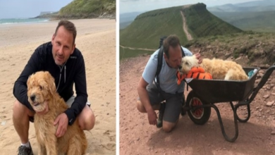 Photo of Devoted Dog Dad Takes Ill Labradoodle on a Final Mountain Hike in a Wheelbarrow to Say Goodbye