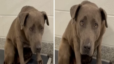 Photo of Poor pup ‘Ash’ has been depressed since her owner no longer wanted her