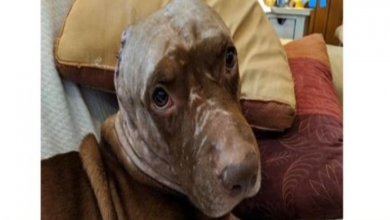 Photo of Dog Who Had His Ears Ripped Off Just Wants to Cuddle and Find a Forever Home