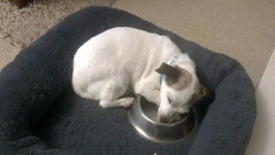 Photo of Former Shelter Dog Still Sleeps With His New Food Bowl 2 Years On