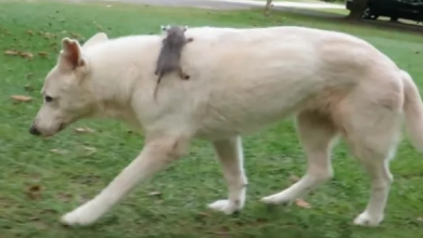 Photo of Three Years Ago, A Dog Adopted An Orphaned Opossum And Still Carries Him On Her Back