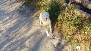 Photo of Homeless dog is overcome with joy when jogger approaches him