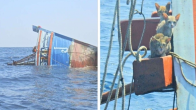 Photo of Cats Stranded At Sea Rescued From Sinking Ship Just In Time