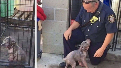 Photo of Sad shelter puppy becomes ecstatic when the firefighter who saved her shows up to adopt her