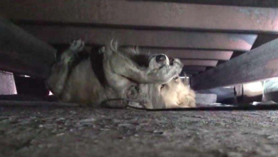 Photo of Stray Golden Retriever Has a Panic Attack During Her Rescue Up Until the Moment She is Touched