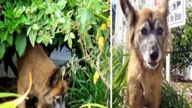 Photo of Dog Dumped In A Cemetery Was “Guarded By Angels” Till Her Heroes Came For Her