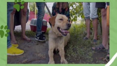 Photo of Neglected and Chained — Labrador is Freed from His Old Owners