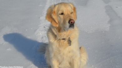 Photo of Hiker Finds Freezing Dog And Carries Her 6 Miles Down The Mountain