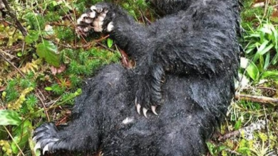 Photo of This Baby Bear Was Near Death But Got Saved By A Young Man