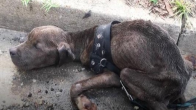 Photo of Starving Pit Bull Puppy Found Dying in Gutter So Happy Now
