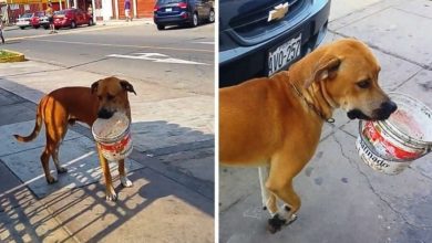 Photo of Stray Dog Thirsty for Days Finds Discarded Bucket and Begs for Some Water