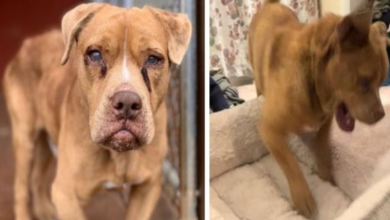 Photo of After 8 years in chains, blind dog jumps for joy when getting his own bed