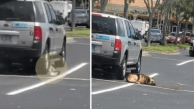Photo of Police Decline To Help Dog Left Tethered To Owner’s Car In Florida Heat