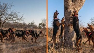 Photo of Dogs Trained To Protect Wildlife Save Over 45 Rhinos From Poachers